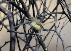 Prinia flavicans