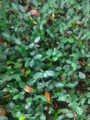 Trachelospermum jasminoides