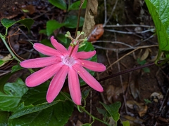 Passiflora glandulosa