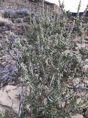 Mortonia scabrella