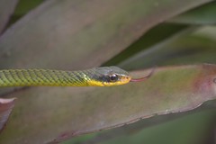 Chironius bicarinatus