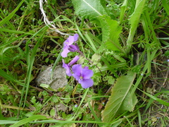 Orychophragmus violaceus