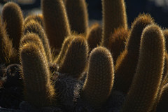 Brachycereus nesioticus