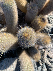 Brachycereus nesioticus