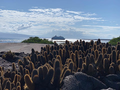 Brachycereus nesioticus