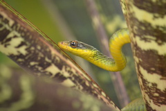 Chironius bicarinatus