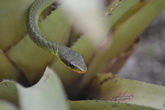 Chironius bicarinatus