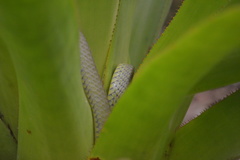 Chironius bicarinatus