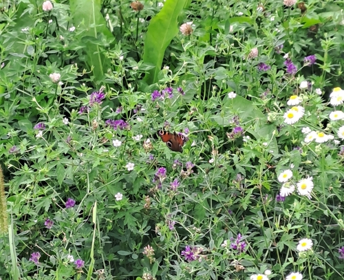 European Peacock Butterfly