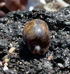 Pseudozonaria nigropunctata