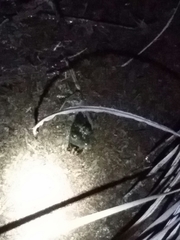 Lithobates catesbeianus