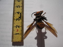 Vespa mandarinia japonica