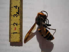 Vespa mandarinia japonica