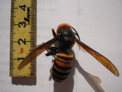 Vespa mandarinia japonica