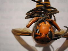 Vespa mandarinia japonica