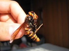 Vespa mandarinia japonica