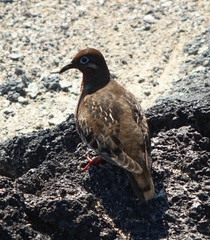 Zenaida galapagoensis