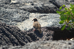 Zenaida galapagoensis