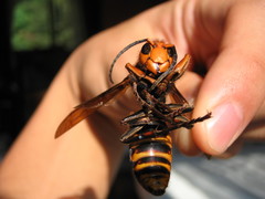 Vespa mandarinia japonica