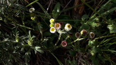 Erigeron apiculatus