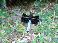 Thermorthemis madagascariensis