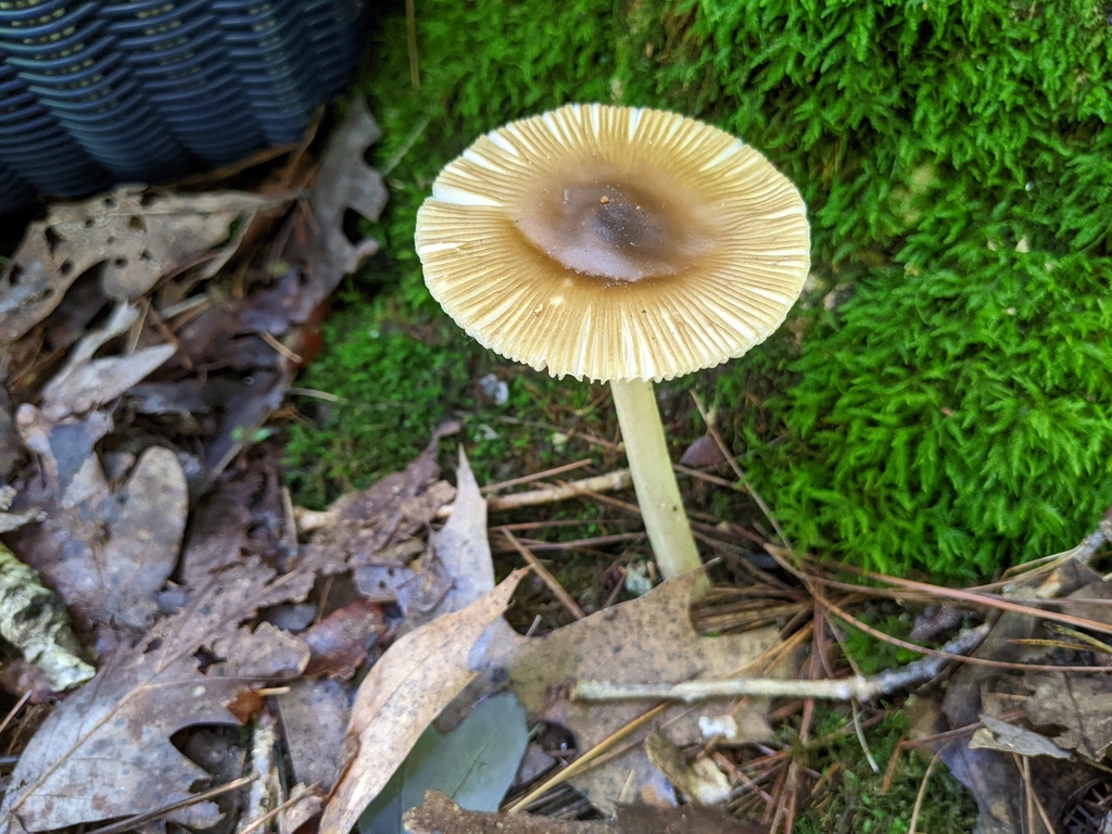 Amanita sp. 'xanthomitra'