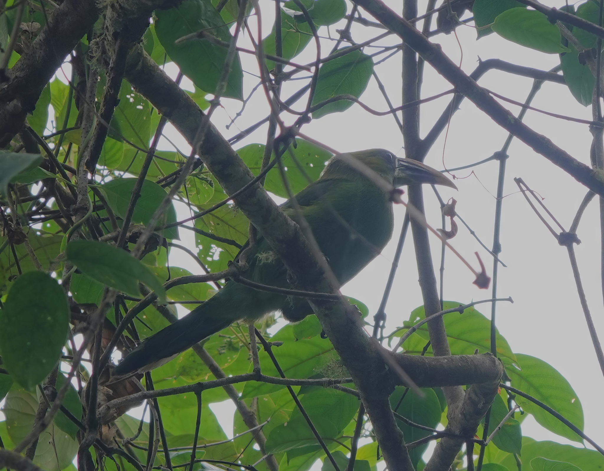 Groove-billed Toucanet (Aulacorhynchus sulcatus)