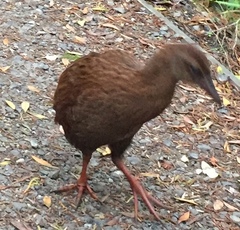 Gallirallus australis scotti