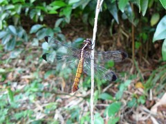 Thermorthemis madagascariensis