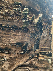 Anous stolidus galapagensis