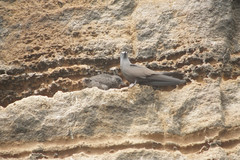 Anous stolidus galapagensis
