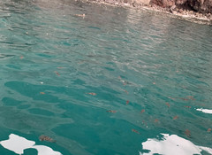 Sphoeroides annulatus