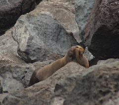 Arctocephalus galapagoensis