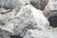 Arctocephalus galapagoensis