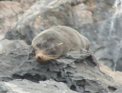 Arctocephalus galapagoensis