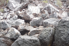 Arctocephalus galapagoensis