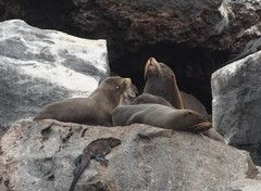 Arctocephalus galapagoensis