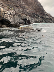 Arctocephalus galapagoensis