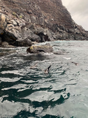 Arctocephalus galapagoensis