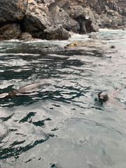 Arctocephalus galapagoensis