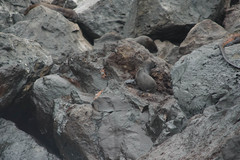 Arctocephalus galapagoensis