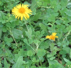 Amblyolepis setigera