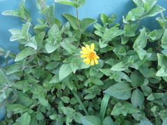 Heliopsis longipes