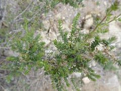 Galium stellatum eremicum