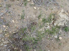 Galium stellatum eremicum