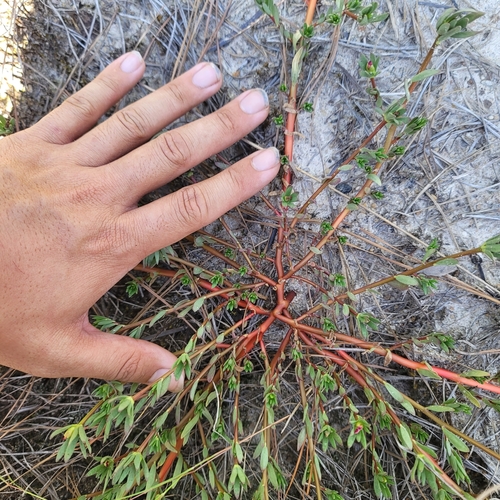 Cuban purslane (Portulaca biloba)