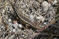 Eastern Whorltail Iguana photo 5