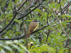 Pitangus sulphuratus