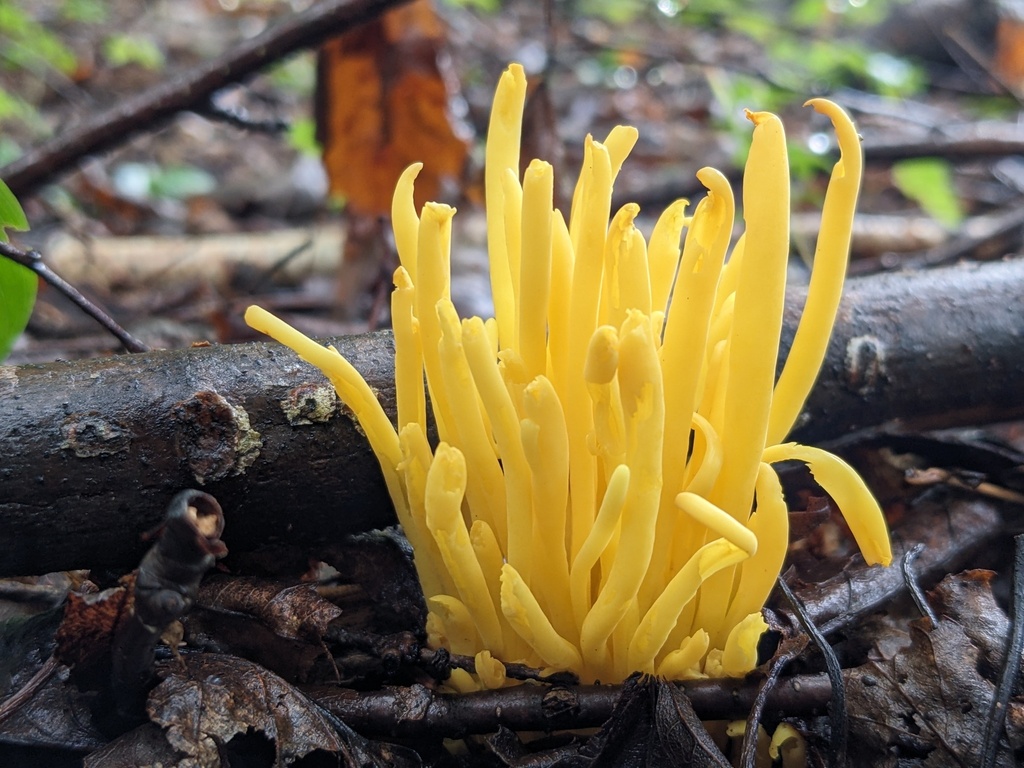 Clavulinopsis sp. 'fusiformis-NC01'
