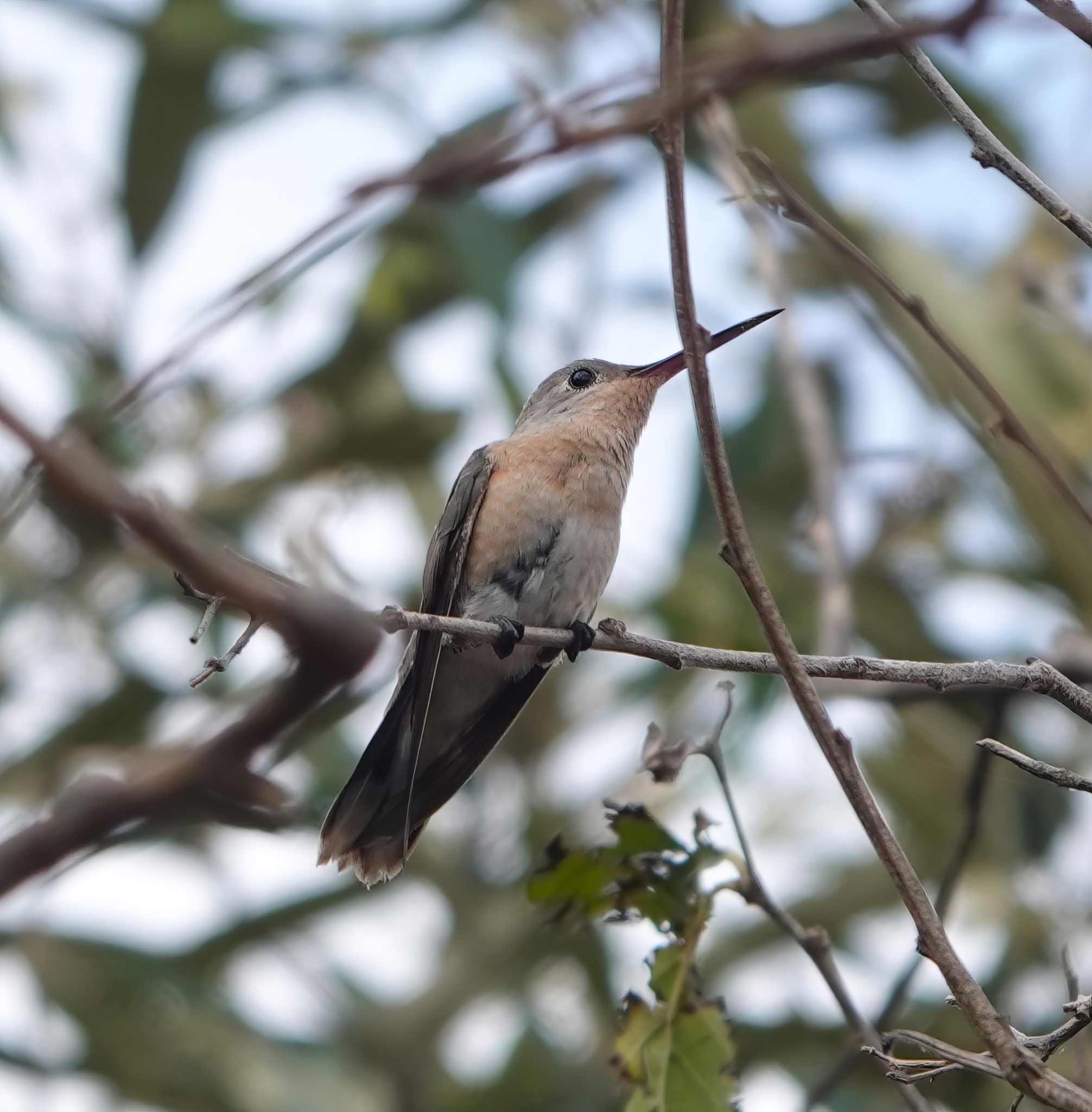 Buffy Hummingbird (Leucippus fallax), photo 5